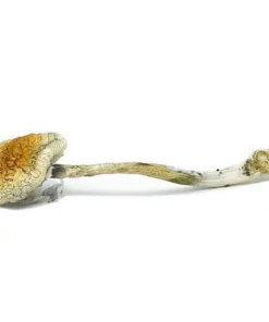 Buy McKennaii Magic Mushrooms