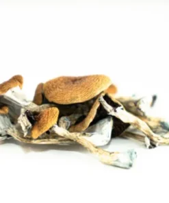 Z-Strain Mushrooms